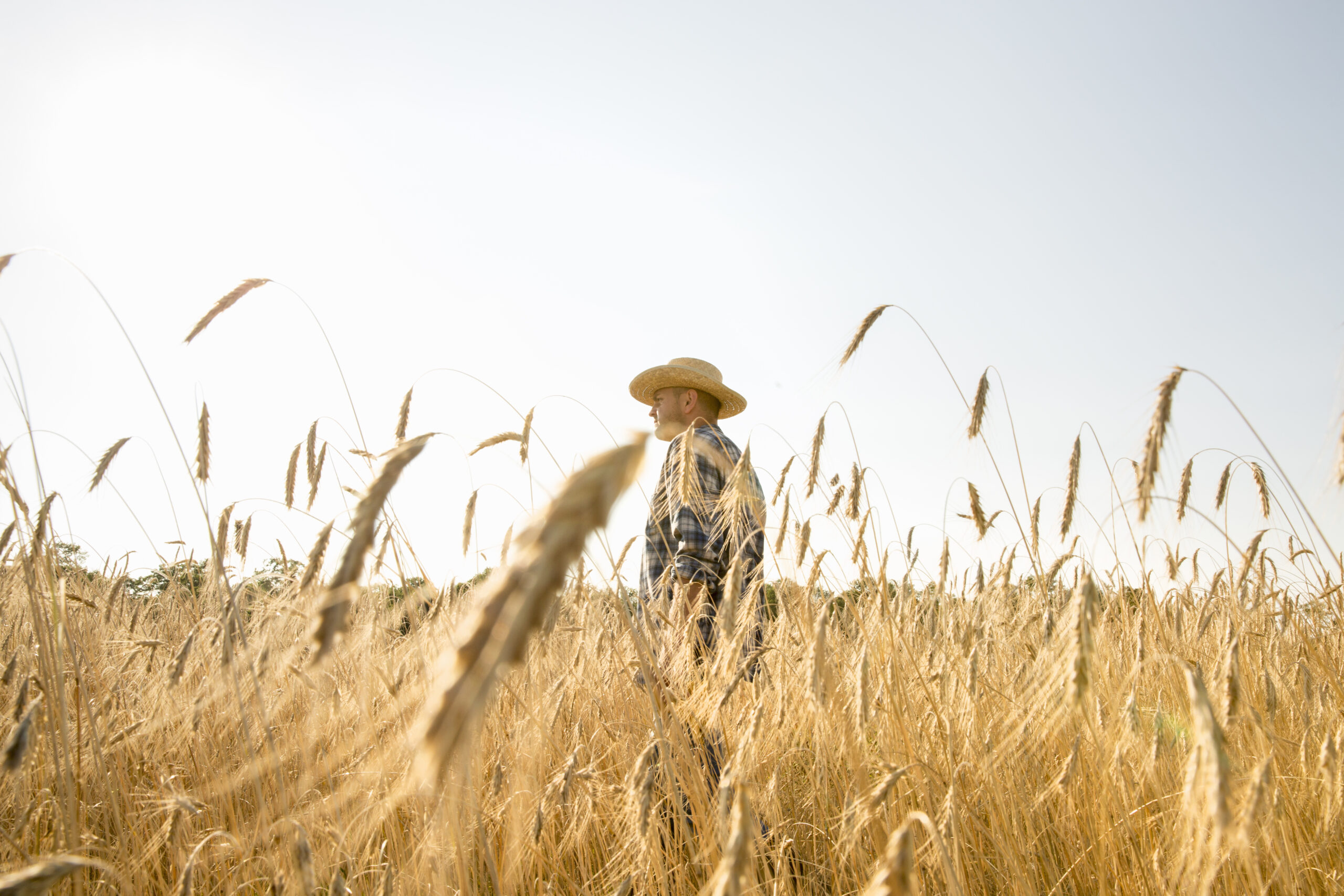 Фермер в шляпе в поле пшеницы